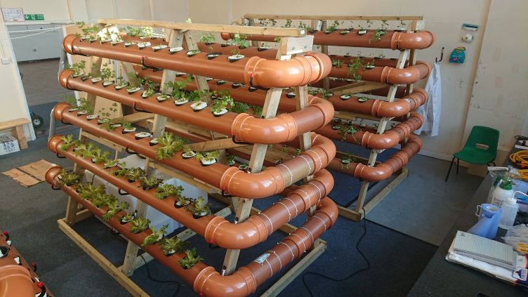 Plants growing in tubes with mattress lining