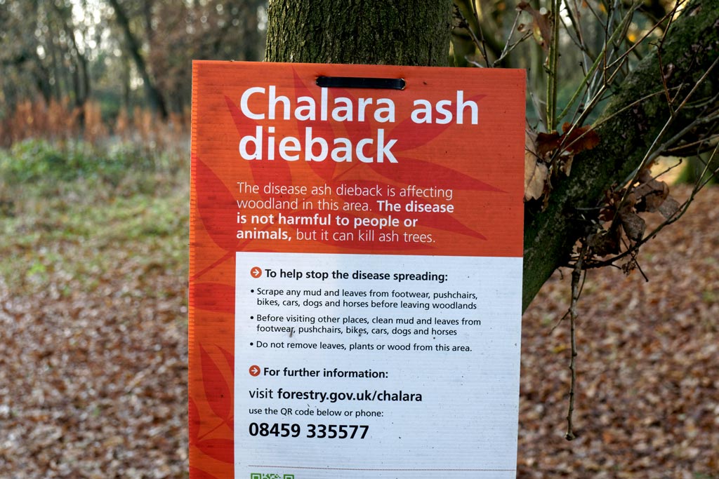A warning sign for the disease Chalara Ash Dieback in a Hertfordshire woodland England UK