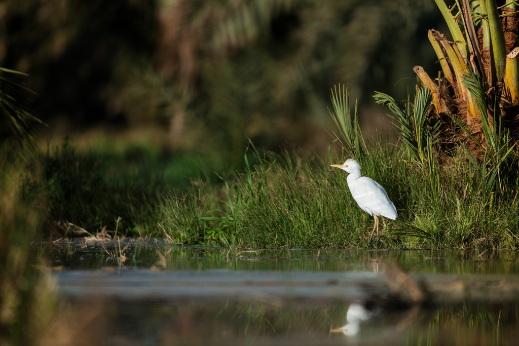 Cattle egret in the Oasis of Bahariya, Egypt