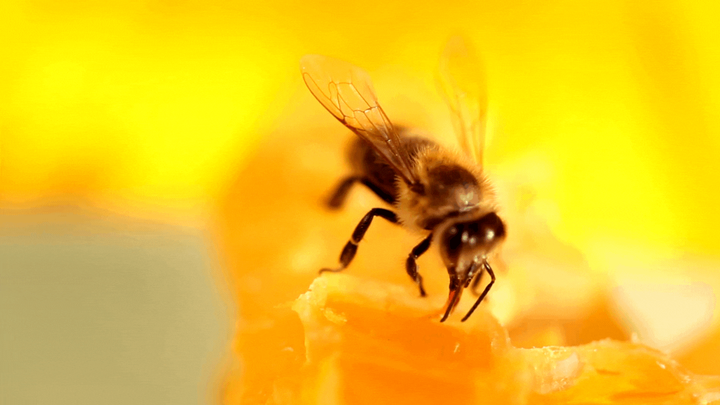 A honey bee feeding